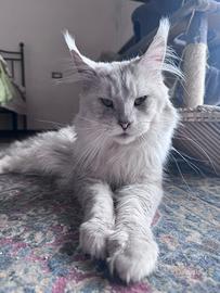 Maine coon shaded per monta