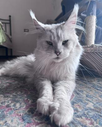 Maine coon shaded per monta