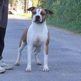 Giovani Amstaff