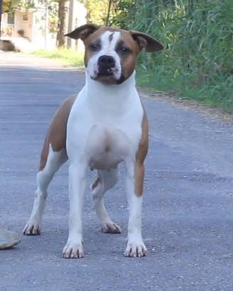 Giovani Amstaff