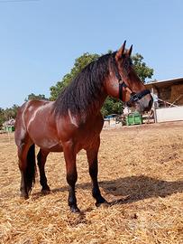 Cavallo Tpr