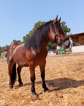 Cavallo Tpr