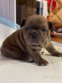 Bulldog francese
