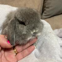 Coniglio nano minilop