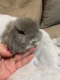 Coniglio nano minilop