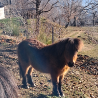 Pony femmina