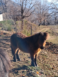 Pony femmina