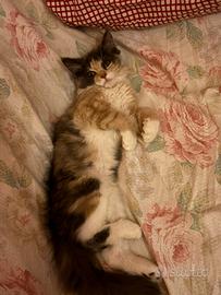 Cuccioli gatto siberiano