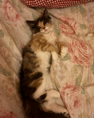 Cuccioli gatto siberiano