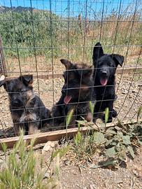Cuccioli pastore tedesco