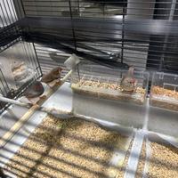 Bengalini/ diamantini