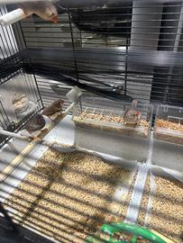 Bengalini/ diamantini