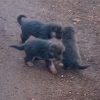 Cuccioli di pastore tedesco Silver