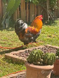 Gallo adulto