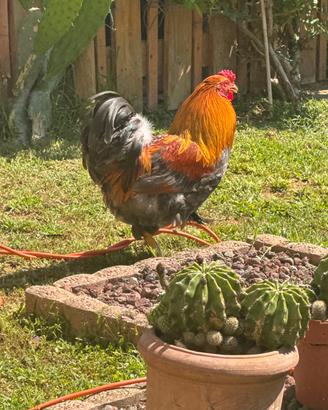 Gallo adulto