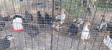 Galli marans,aurecana e multifiore puri