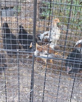Galli marans,aurecana e multifiore puri