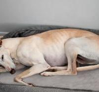 Tappetino Termico/Riscaldante Elettrico XL (2 pz)