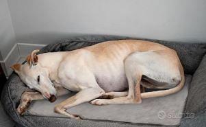 Tappetino Termico/Riscaldante Elettrico XL (2 pz)