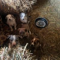 Cuccioli di pastore biellese