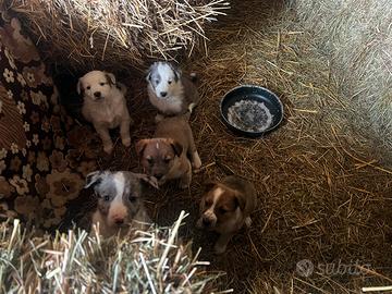 Cuccioli di pastore biellese