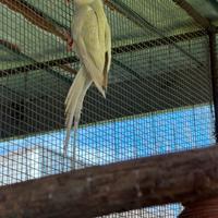 Parrocchetto dal collare