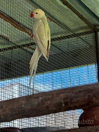 Parrocchetto dal collare