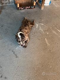 Bulldog francese