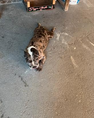 Bulldog francese