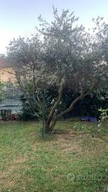 Albero di ulivo ventennale