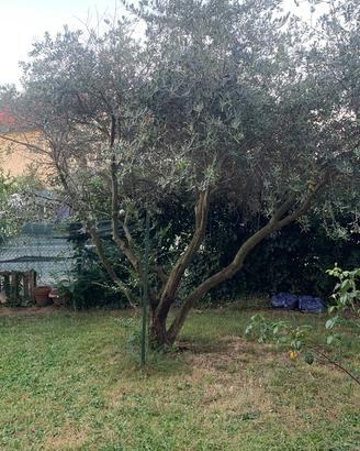 Albero di ulivo ventennale