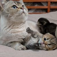 Gattini Scottish fold/straight