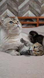 Gattini Scottish fold/straight