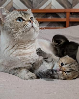 Gattini Scottish fold/straight