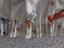 Immagine 3