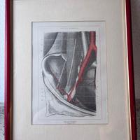 Stampe anatomiche