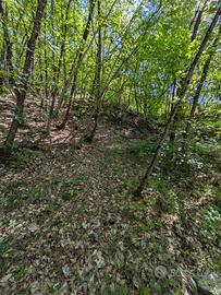 Terreno con bosco sul fiume