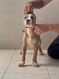 Cuccioli di American Pitbull Terrier