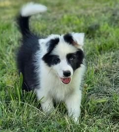 Border collie maschi