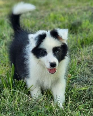 Border collie maschi