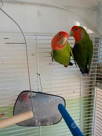 Coppia inseparabili