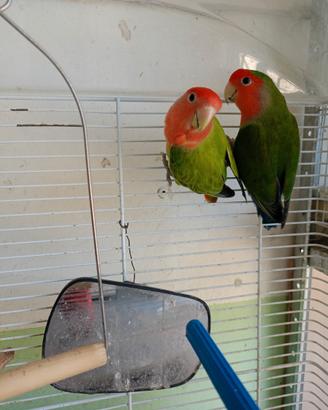 Coppia inseparabili