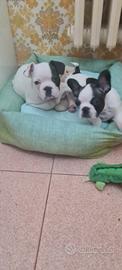 Cuccioli di 2 bulldog francese fratelli