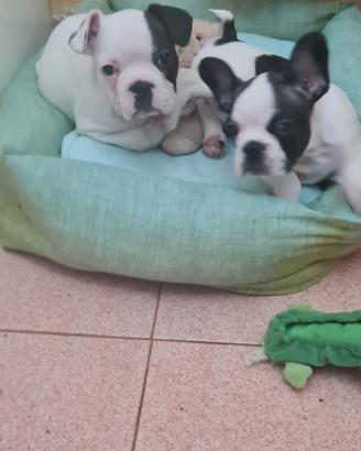 Cuccioli di 2 bulldog francese fratelli
