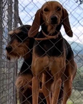 Segugio italiano compagnia/caccia