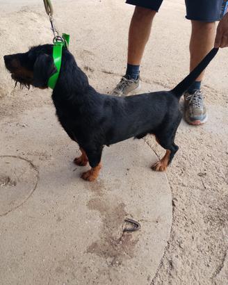 Terrier Bassotto