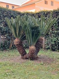 Pianta ornamentale - leggere descrizione