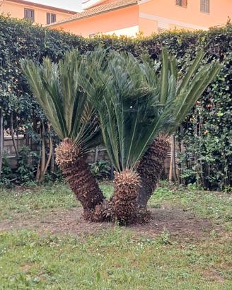 Pianta ornamentale - leggere descrizione