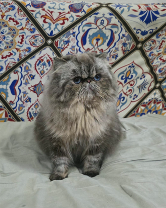 Cucciolone persiano