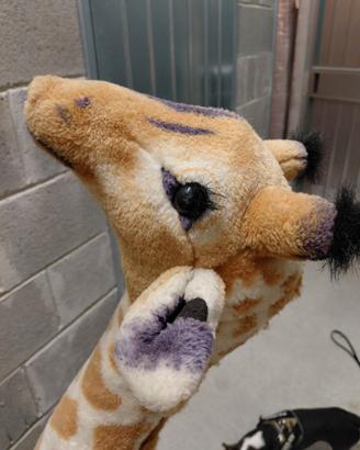 Giraffa Gigante Peluche